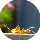 Желтые муравьи-воры