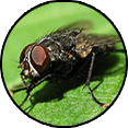Выявление и уничтожение мух
