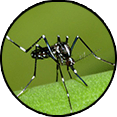 Комар. Уничтожение комаров и их личинок